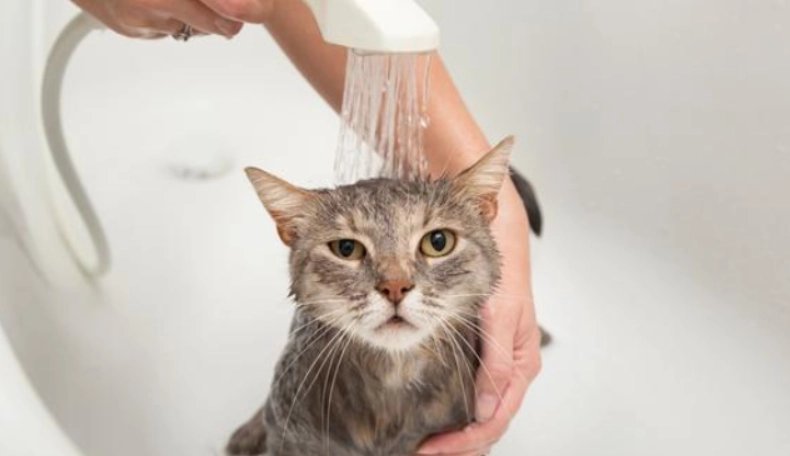 貓洗澡壓力大破解：獸醫教你如何讓貓咪愛上洗澡