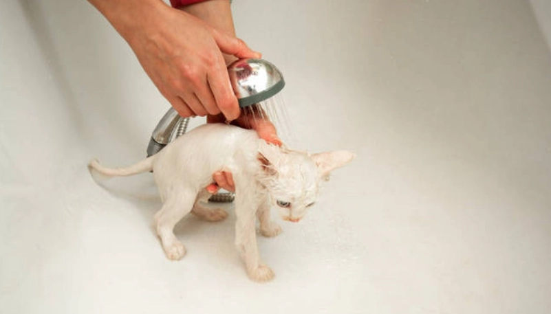 貓咪洗澡頻率