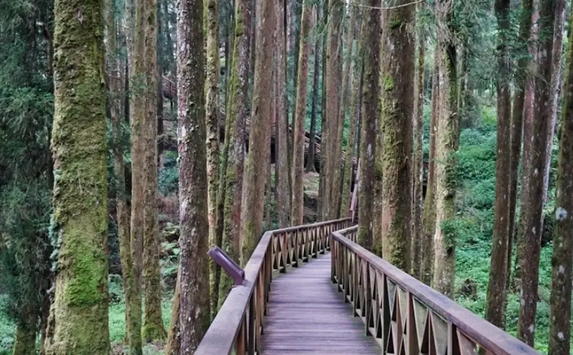 森林步道推薦