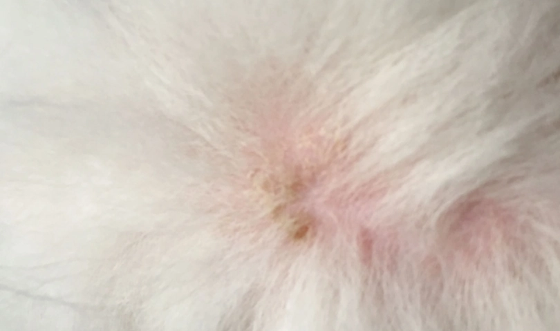 狗狗皮膚病治療