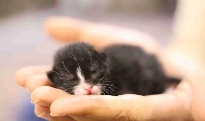 一個月小貓飼養