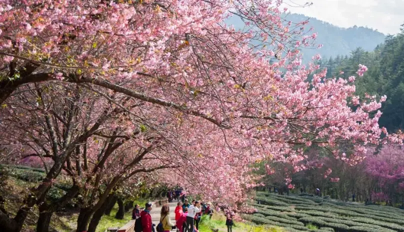 武陵國家公園 櫻花