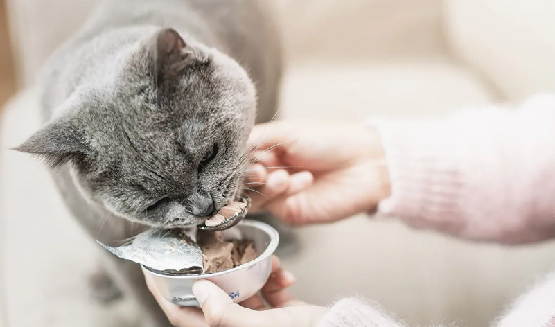 貓咪營養補充品