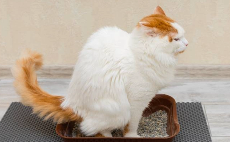 貓咪血尿吃什麼？先看獸醫！正確飲食輔助治療與預防指南