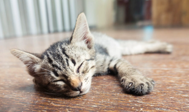 貓下泌尿道疾病