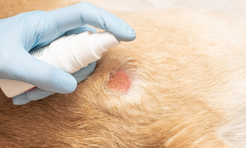 狗狗皮膚病治療
