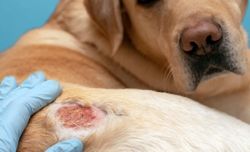 狗狗皮膚病會自己好嗎？獸醫親授判斷與處理全攻略