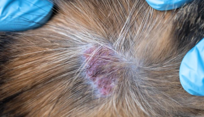 狗狗皮膚病治療