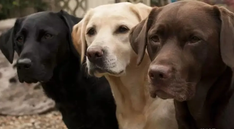 巧克力色拉布拉多