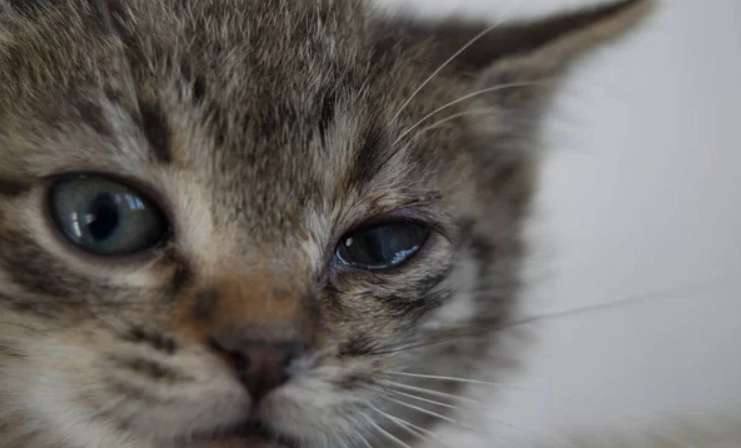 貓角膜潰瘍原因