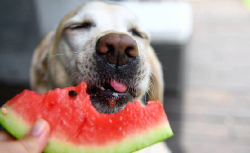 狗狗 西瓜 分量