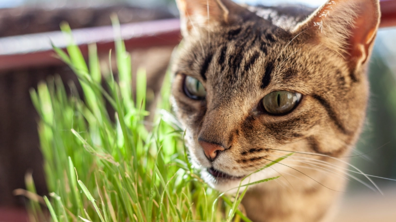 貓薄荷如何使用