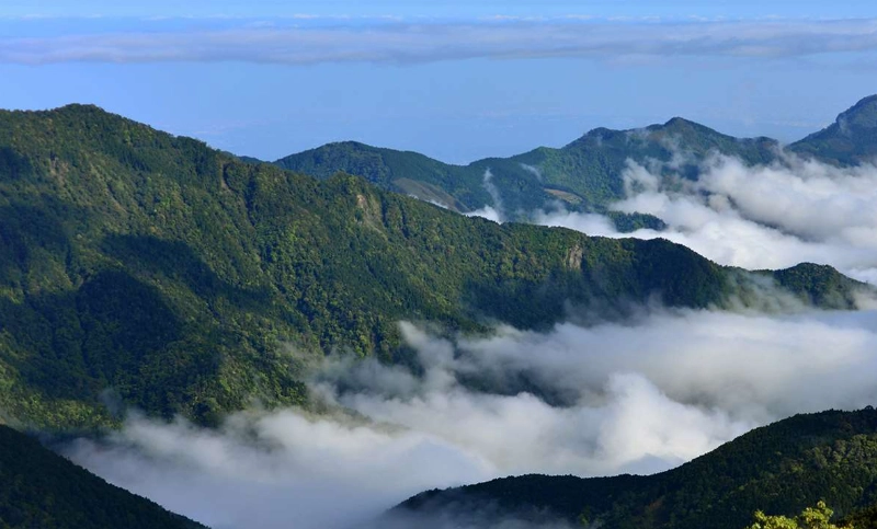 觀霧一日遊行程攻略：雲海步道、巨木森林與交通全指南