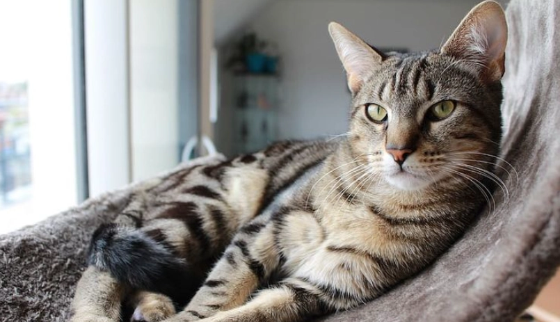 虎斑貓脾氣解析：從理解到改善的完整指南