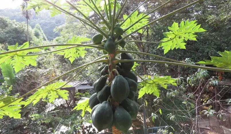 木瓜病蟲害防治