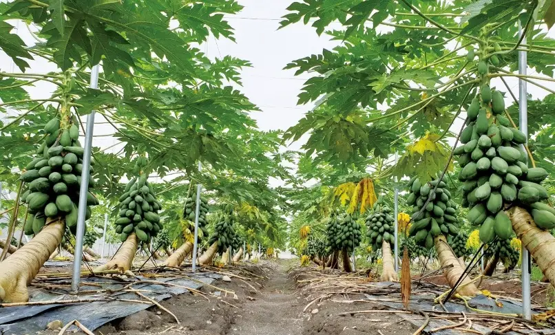 木瓜種植技巧全攻略：從選苗到豐收的實戰指南