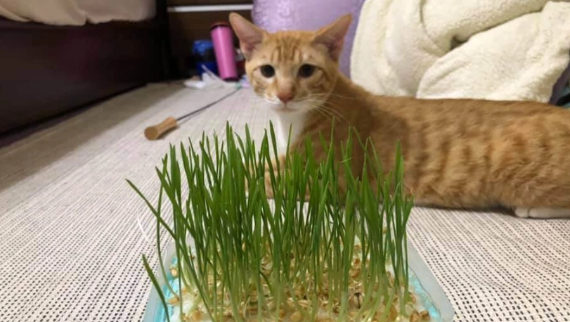 貓薄荷如何使用