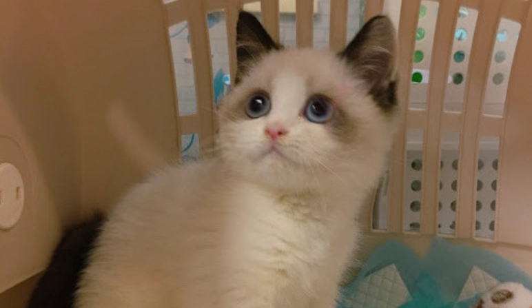 布偶貓 毛髮 護理