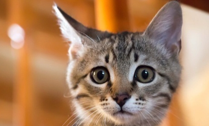 貓下泌尿道疾病