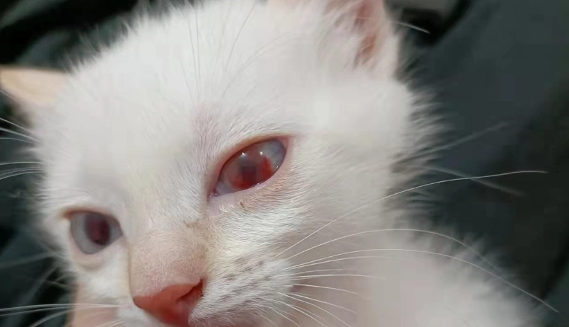 貓眼睛睜不開處理