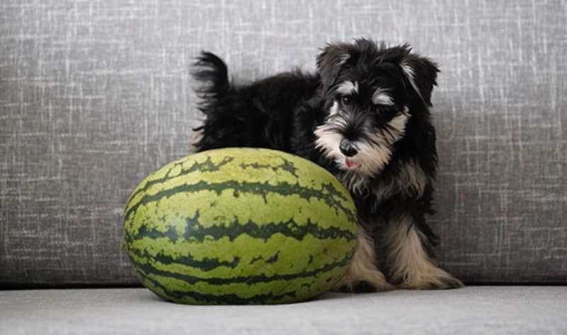 狗 吃 西瓜 禁忌