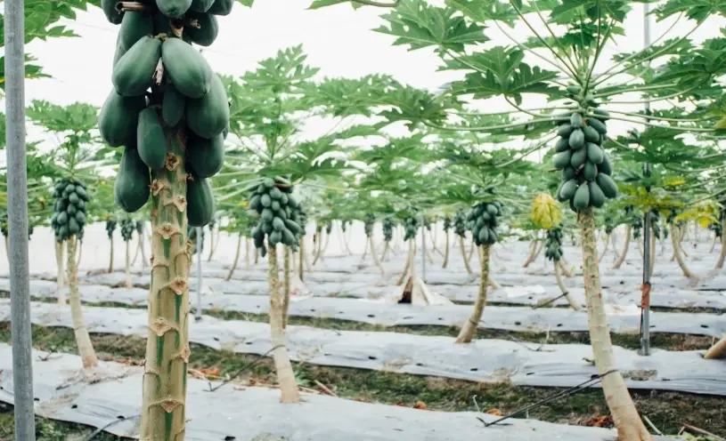 木瓜病蟲害防治