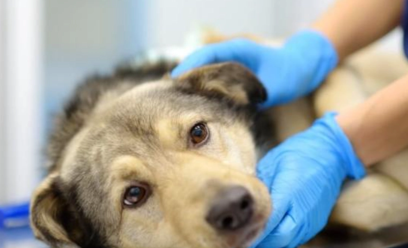 狗心臟病肺積水