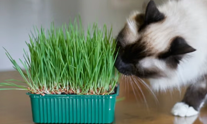 貓薄荷如何使用