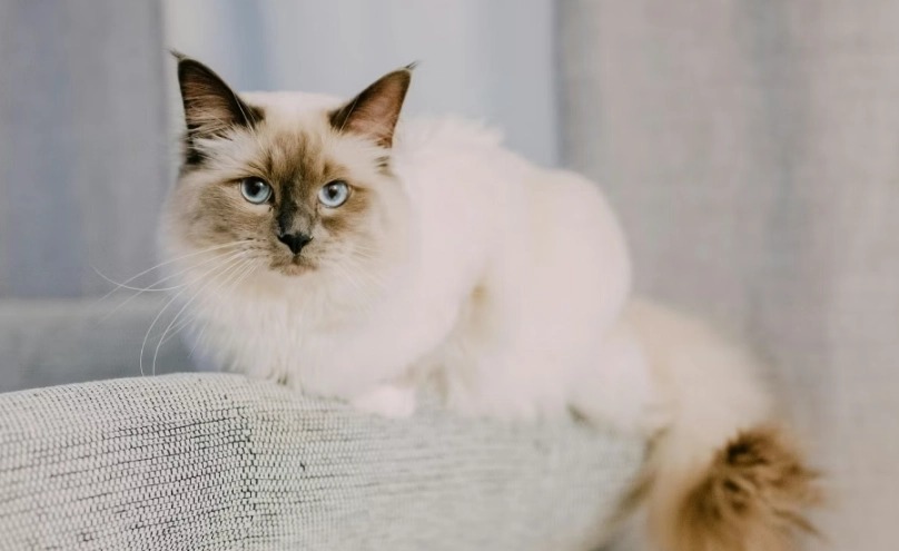 布偶貓 健康問題