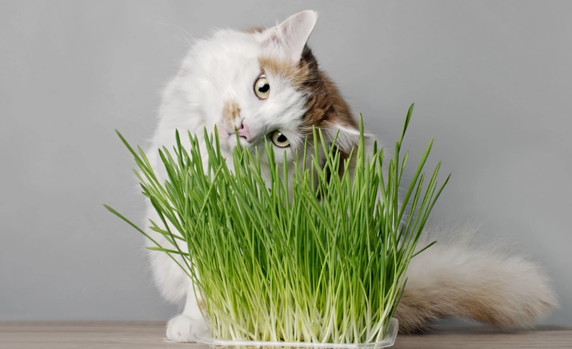 貓薄荷功效全解析：不只讓貓嗨，還能舒緩情緒與驅蟲的居家神器