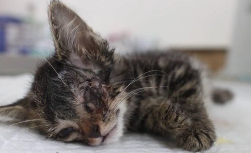 貓咪角膜潰瘍治療全攻略：症狀、用藥到居家護理