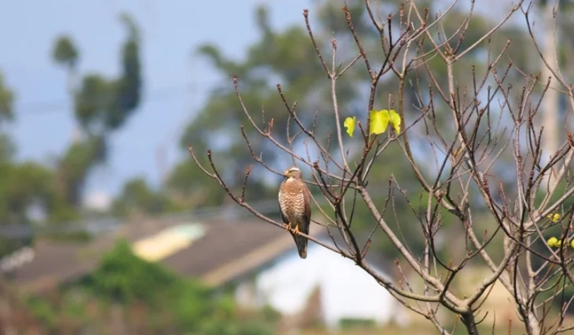 候鳥遷徙時間表