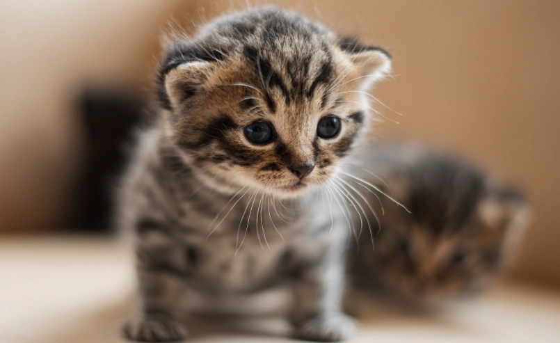 一個月大小貓飼養全攻略：新手貓奴必看實戰指南