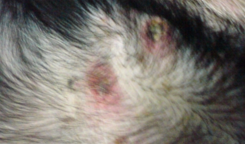 狗狗皮膚病症狀