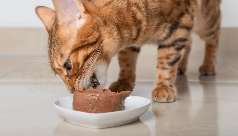 貓咪罐頭熱量計算