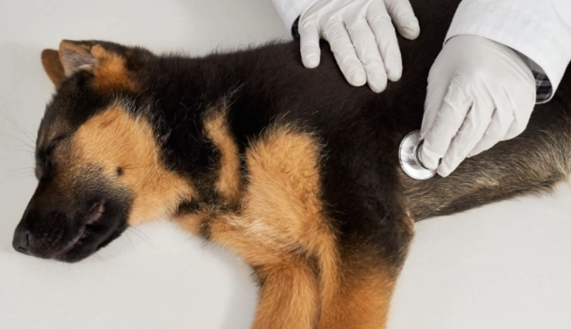 椰子油治療狗狗皮膚