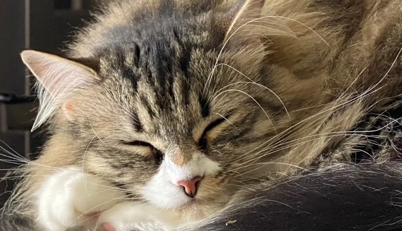 貓眼睛睜不開處理