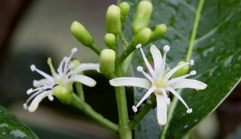 油甘花 賞花地點