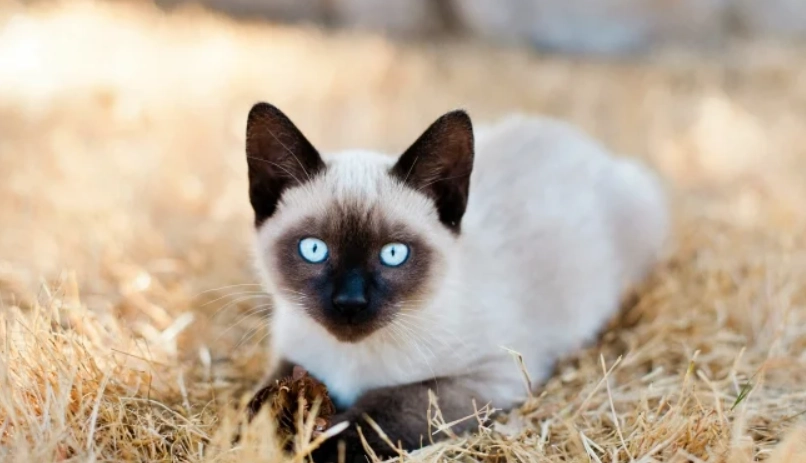 最聰明的貓品種有哪些？5大高智商貓咪性格與飼養指南