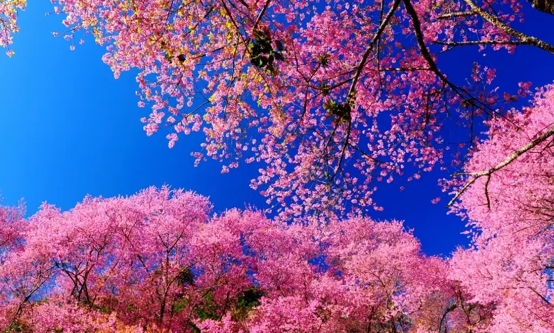 台灣櫻花景點全攻略：花期預測、交通路線與秘境推薦