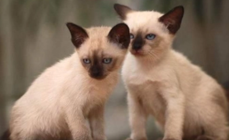 聰明貓品種排名