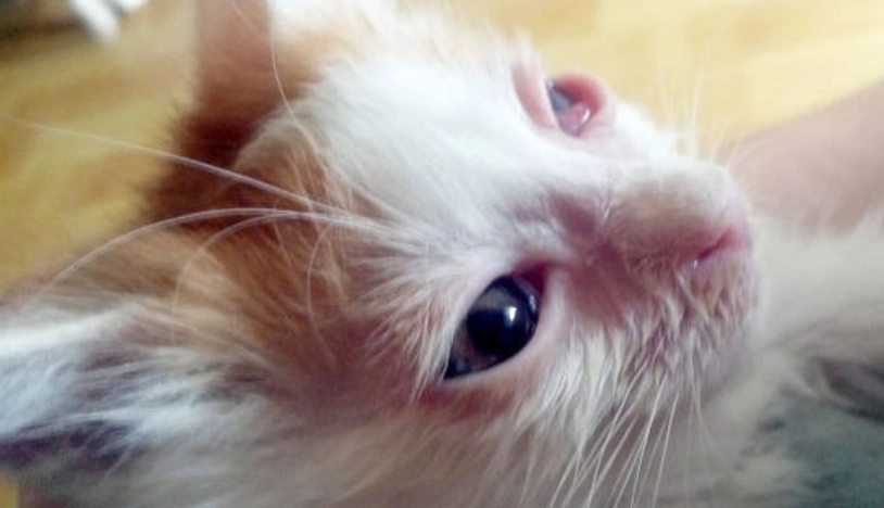 貓咪結膜炎多久會好？獸醫詳解康復時間與居家照護關鍵