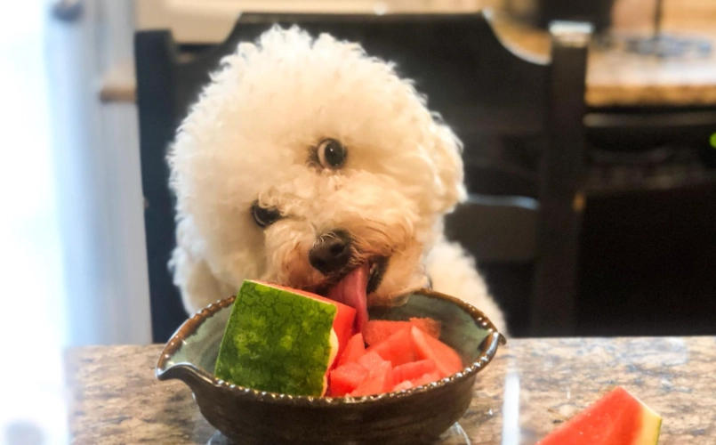 狗狗 西瓜 分量