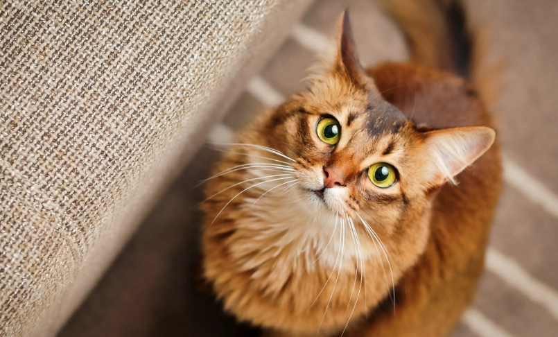 聰明貓品種排名