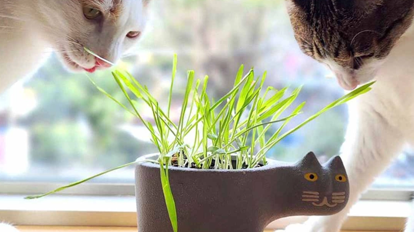 貓薄荷對貓咪的作用
