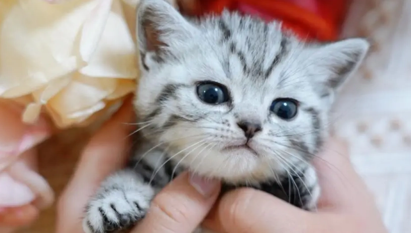 如何知道貓咪喜歡你