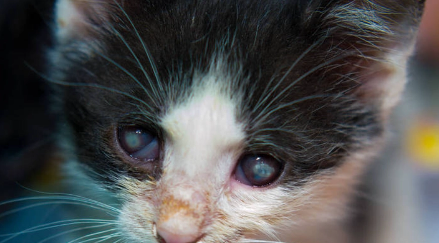 貓角膜潰瘍症狀