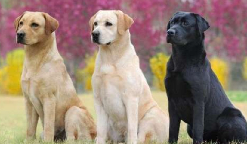 拉布拉多顏色全解析：從常見色系到罕見基因的終極指南