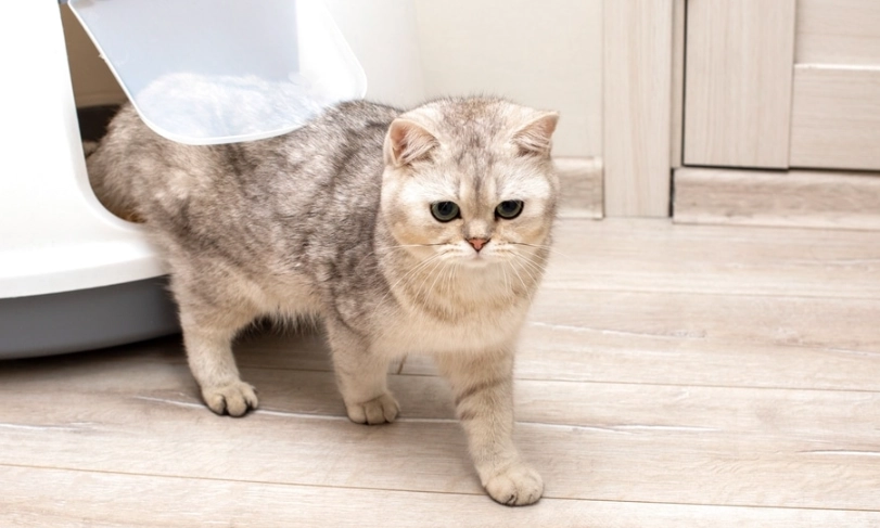 貓咪膀胱炎原因完整解析：從感染到壓力，一次搞懂預防對策