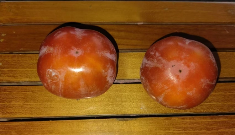 硬柿子催熟方法